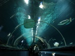 Underwater World Auckland